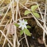 Lysimachia europaea Õis