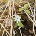 Lysimachia europaea Blomma