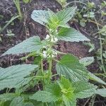 Leucas urticifolia Blad