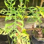 Monstera obliqua Leaf