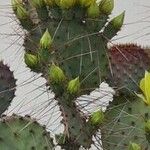 Opuntia macrocentra List