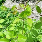 Clematis terniflora Leaf