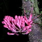 Leonardoxa africana Flower