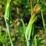 Tragopogon dubius 花