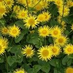 Doronicum caucasicum ശീലം