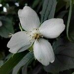 Philadelphus coronariusBlüte