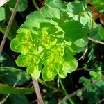 Euphorbia helioscopia Õis