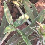 Blepharis linariifolia Leaf