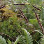 Carex haematostoma