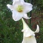 Lilium formosanum Цвят