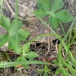 Geranium aculeolatum Leht