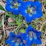 Gentiana acaulis Flor