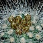 Pediocactus paradinei 花