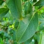 Zabelia triflora Leaf