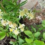 Doellingeria umbellata Blomma