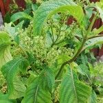 Ocimum gratissimum Bloem