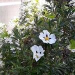 Cistus ladanifer Blüte