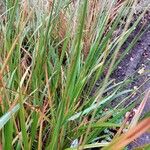 Calamagrostis arundinacea Likasa