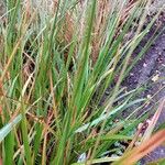 Calamagrostis arundinacea Folha