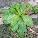 Mycelis muralis Feuille