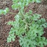 Pelargonium odoratissimum Leaf