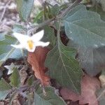 Solanum villosumFlower