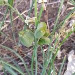 Dipcadi serotinum Fruit