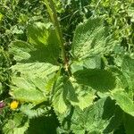 Imperatoria ostruthium Likasa