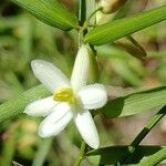 Geitonoplesium cymosum Fleur
