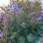 Borago officinalisफूल