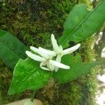 Psychotria microglossa Flower