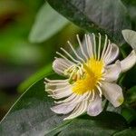 Passiflora discophora Flor