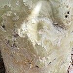 Cyphostemma juttae Corteza