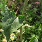 Atriplex sagittata Foglia