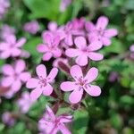 Saponaria ocymoidesКветка