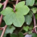 Cymbalaria muralis Folha