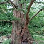 Metasequoia glyptostroboidesबार्क (छाल)