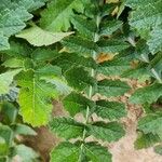 Brassica tournefortii Leaf