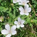 Geranium rivulare Flower