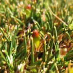 Oxychloe andina Fruit