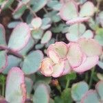 Sedum sieboldii Hoja