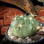 Ferocactus macrodiscus Цветок