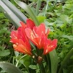 Clivia miniataBloem