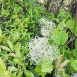 Clematis vitalbaŽiedas