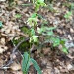 Epipactis muelleriΛουλούδι