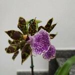 Zygopetalum maculatum 花
