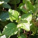 Clinopodium vulgare Leaf