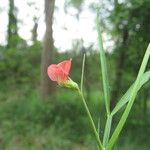 Lathyrus sphaericus Folha