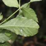 Psychotria orosiana Leaf