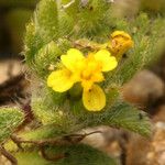 Hemizonella minima Lorea